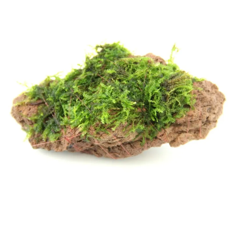 ALOHA Moosstein Wochenendangebot